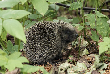 A small hedgehog in the grass. Wild animal.