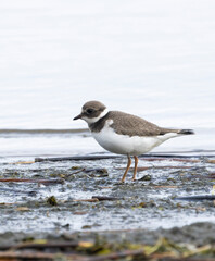 Charadrius hiaticula
A ringed plover walks along the beach.