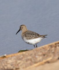 Dunlin walking on the beach, Calidris alpina