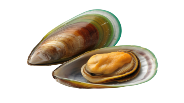 Two Fresh Mussels Shell isolated on a transparent background
