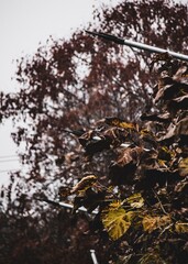 autumn in the forest