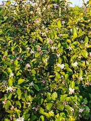 Citrus plantation in Azerbaijan lankaran