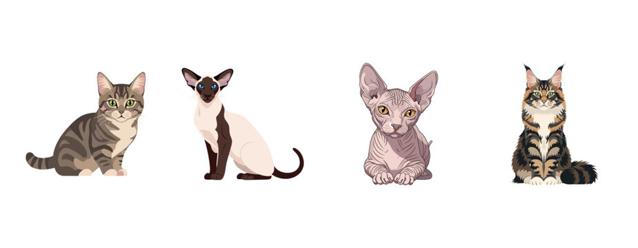 Illustrated cats: tabby, siamese, sphynx, and maine coon on white background