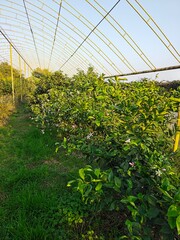 Citrus plantation in Azerbaijan lankaran