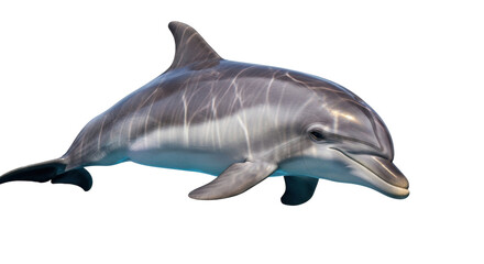 Isolated Bottlenose Dolphin close-up, graceful aquatic mammal swimming, intelligent and playful