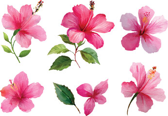 pink flowers on white background