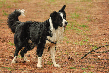 Border collie dog striking a funny pose in nature