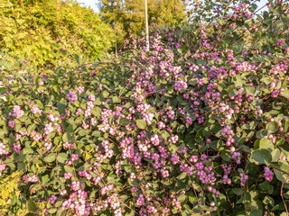 Bush with pink flowers is in full bloom