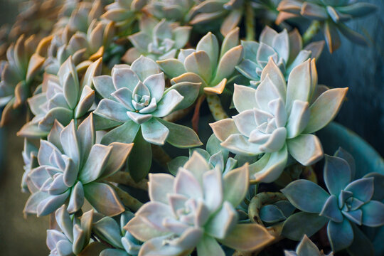 ghost plant in the garden