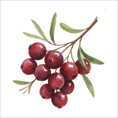 Cranberry Watercolor Vector Illustration Isolated on White
