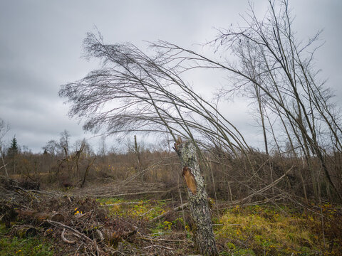 Tree has fallen in a field and is surrounded by dead branches