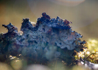 Autumn season mood, in the foreground the last leaves, and plants, autumn presence in nature