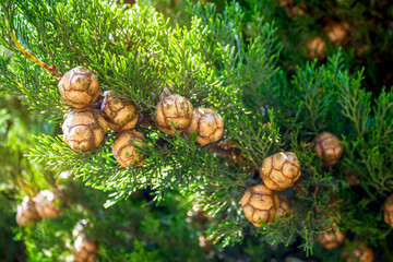 Close-up of the textured brown cones and evergreen foliage of a Mediterranean cypress tree growing in the Papal Gardens of Castel Gandolfo, Italy. 