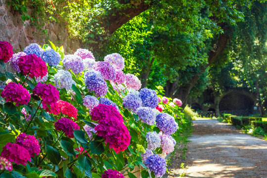 Colorful hydrangea flowers in full bloom line a sunlit pathway surrounded by lush greenery in the Papal Gardens of Castel Gandolfo, Italy.