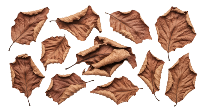 Collection of Autumnal Dry Fallen Leaves Isolated on Black Backdrop Showcasing Crisp Texture and Organic Shapes Demonstrating the Beauty of Seasonal Transformation Evoking Tranquility and Natural