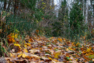 Forest background in a misty, ethereal painting, muted brown and gray tones in the background, creating a peaceful, mysterious atmosphere