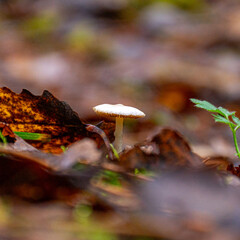 forest background foggy, blurred background, muted brown and gray tones in the background, autumn mushroom in the foreground, forest