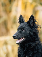 Fototapeta premium black dog portrait