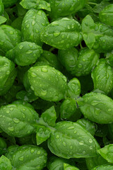 Macro texture of basil leaf with water drops