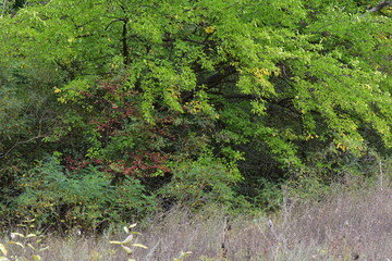 Hawthorn bush with red berries in the autumn forest