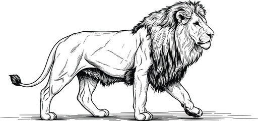 Walking lion line drawing, black and white vector illustration for wildlife education, artistic anatomy, and editorial animal content © Sagar