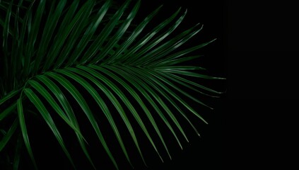 Obraz premium Emerald Fronds in the Void, A Study in Contrast and Linearity, Natures Dark Embrace.
