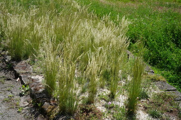 Blue green moor grass (Koeleria glauca) growing in a dry sandy habitat.
