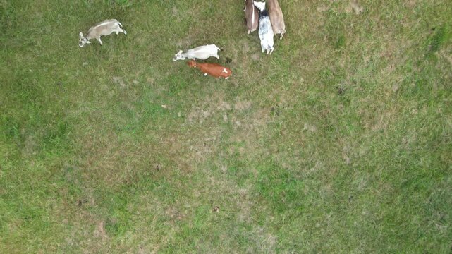 Germany, Bavaria, Allgau, Mindelheim, drone footage of cows grazing in a pasture