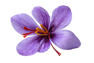 Close-up of a vibrant purple saffron flower (5)