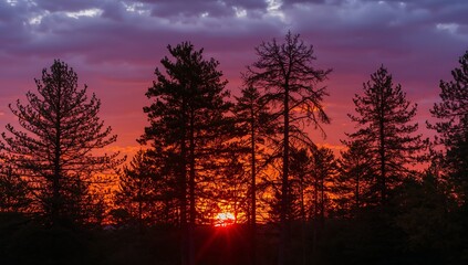 Fiery Twilight Treescape. Silhouette of Forest Against a Vibrant Sunset Sky.