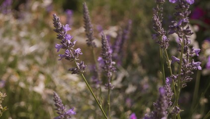 Fototapeta premium Floral Abstraction. A Study in Lavender Hues and Blurred Textures of a Summer Garden.