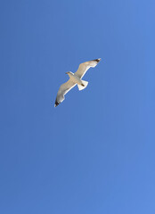 A seagull flies in a clear blue sky on a sunny day. A bird soaring in the sky without clouds