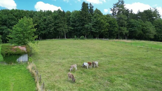 Germany, Bavaria, Allgau, Mindelheim, drone footage of cows grazing in a pasture
