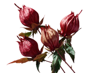 Four maroon flower buds clustered, close up, with leafy green stems