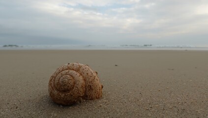Sandy Spiral A Seascape Composition with a Textured Shell Under the Cloudy Sky.
