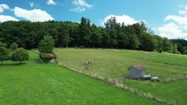 Germany, Bavaria, Allgau, Mindelheim, drone footage of cows grazing in a pasture