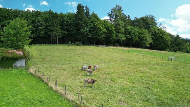 Germany, Bavaria, Allgau, Mindelheim, drone footage of cows grazing in a pasture