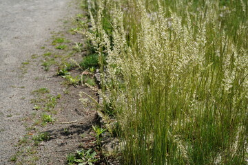Blue green moor grass (Koeleria glauca) growing in a dry sandy habitat.