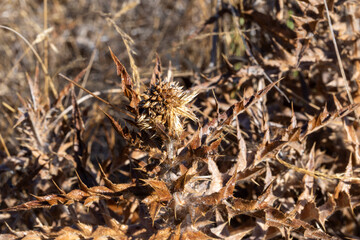 Dry thorn plant close-up in natural light. Sharp spiky texture of a dried thistle on a blurred background. Concept of drought, resilience, and wild nature.   