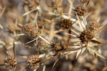 Dry thorn plant close-up in natural light. Sharp spiky texture of a dried thistle on a blurred background. Concept of drought, resilience, and wild nature.