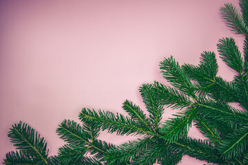 Evergreen spruce branches on pastel pink background with space for message