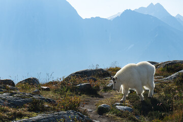A stunning mountain goat treks among a range of beautiful mountain views.