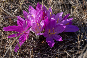 Autumn crocus (Colchicum autumnale) blooming in the meadow. Delicate pink-purple petals of the fall flower, symbol of autumn and nature renewal. 