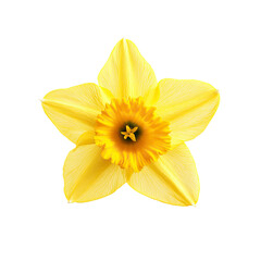 Yellow daffodil flower on Transparent Background