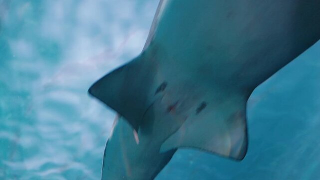 Close-up view of a sawfish rostrum with visible teeth structure against clear blue water