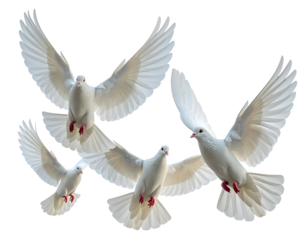 Four white birds in flight, wings spread, dark background