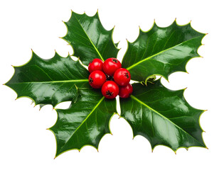 Glossy green holly leaves with vibrant red berries on black