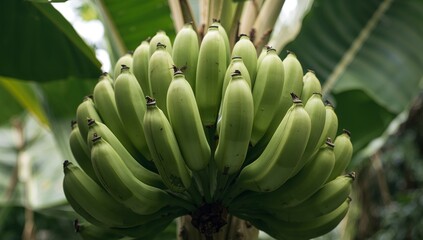 Verdant Cluster of Oblong Forms, Illuminated by Diffused Light, Against Soft Backdrop.