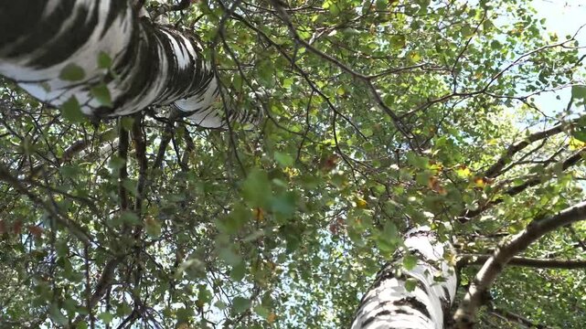 The texture of a perennial tree with deep, strong roots