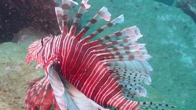 海の岩場に留まるハナミノカサゴ